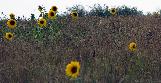 Fri 14th<br/>sparse sunflowers