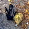 glove and leaf
