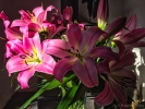 Sat 7th<br/>lilies from tesco