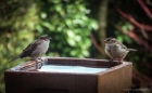 mr and mrs sparrow
