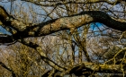 branch lichen sky
