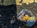 Thu 21st<br/>squashed litter 03