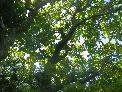 Thu 19th<br/>oak canopy
