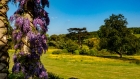 west dean wisteria (and parkland)