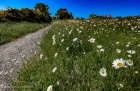 daisies on the motor road