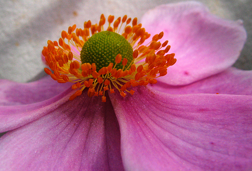 Thursday September 13th (2007) japanese anemone align=