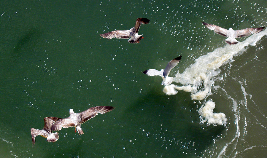 Monday May 19th (2008) gulls align=