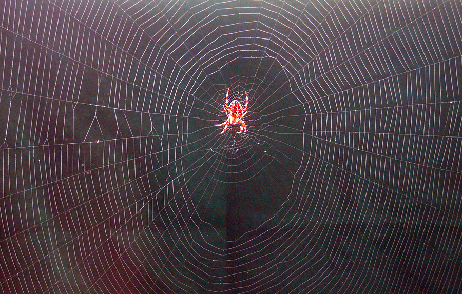 Tuesday September 26th (2006) it's that spider again... align=