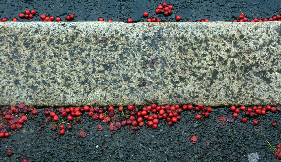 Saturday November 14th (2009) red berries align=