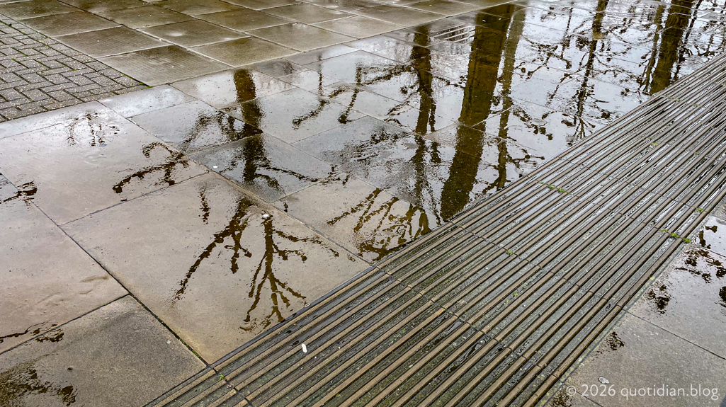 Tuesday February 3rd (2026) pollards