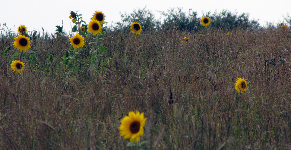 Friday August 14th (2009) sparse sunflowers align=