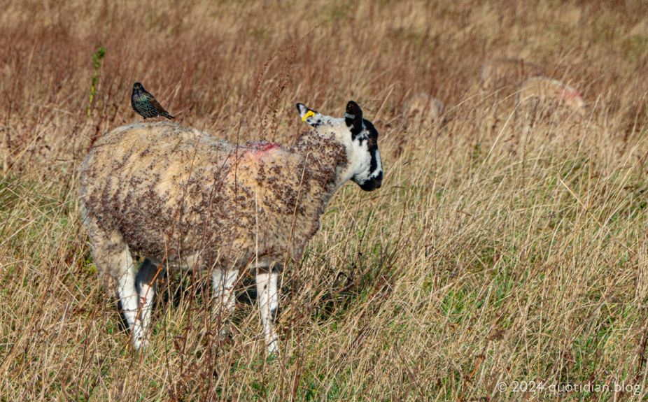 Tuesday October 22nd (2024) camouflaged sheep and passenger  align=