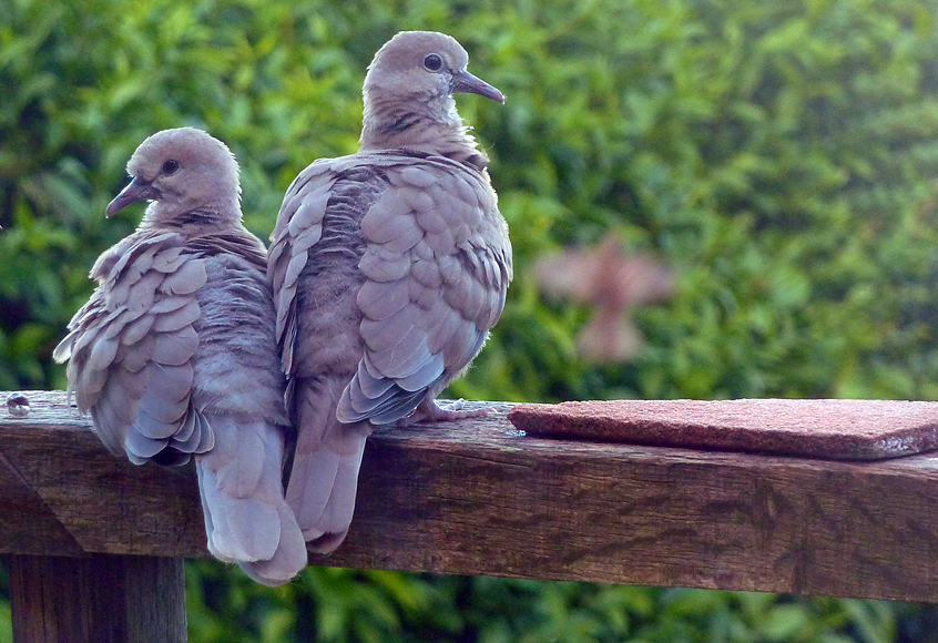 Monday May 12th (2014) collared doves align=