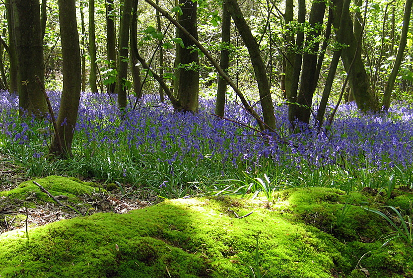 Friday May 9th (2008) bluebells and moss align=