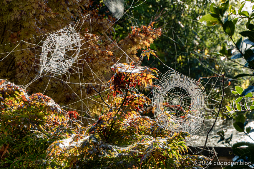 Saturday October 19th (2024) tangled webs align=