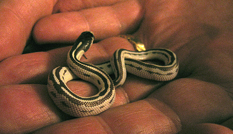 Wednesday August 16th (2006) baby snake align=