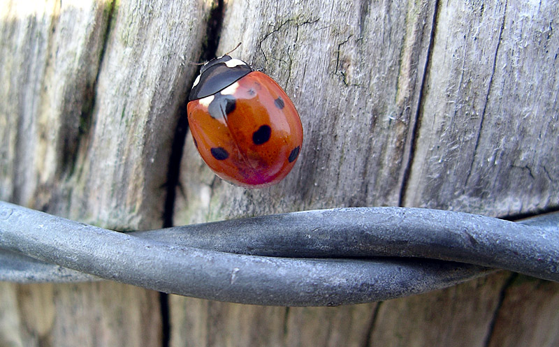 Tuesday May 9th (2006) ladybird and barbed wire align=