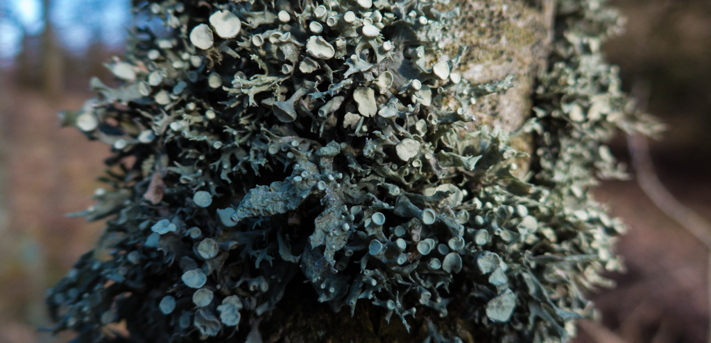 Sunday February 15th (2015) tree growth: lichen align=
