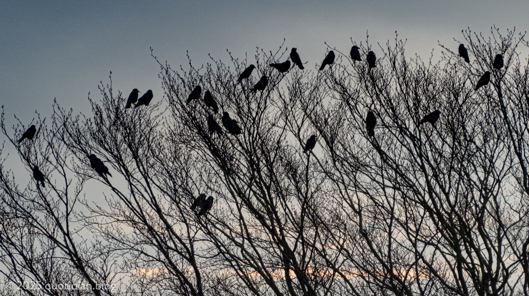 Tuesday December 23rd (2025) jackdaw party