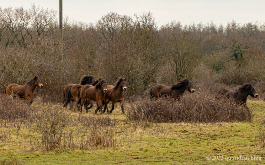 Sunday March 5th (2023) exmoor ponies running wild align=