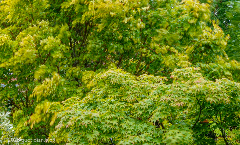 Monday May 26th (2025) wind and rain