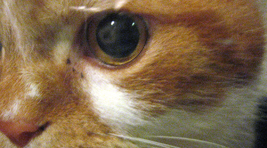 Friday October 27th (2006) cat's eye align=