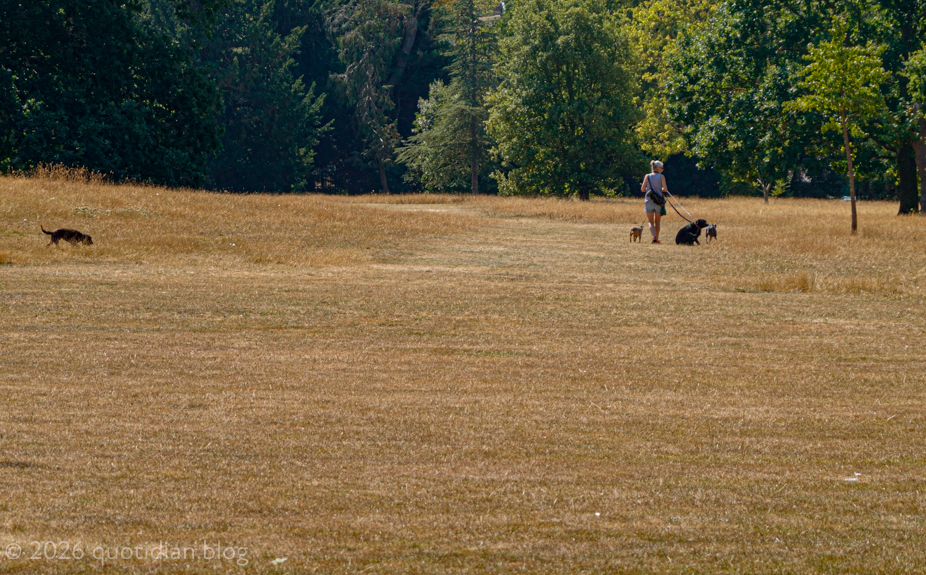 Thursday August 13th (2026) parched grass
