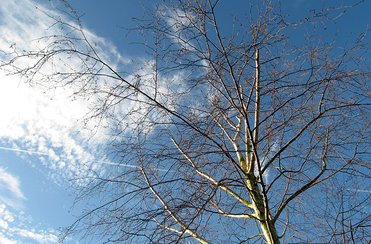Thursday January 18th (2007) blue sky align=