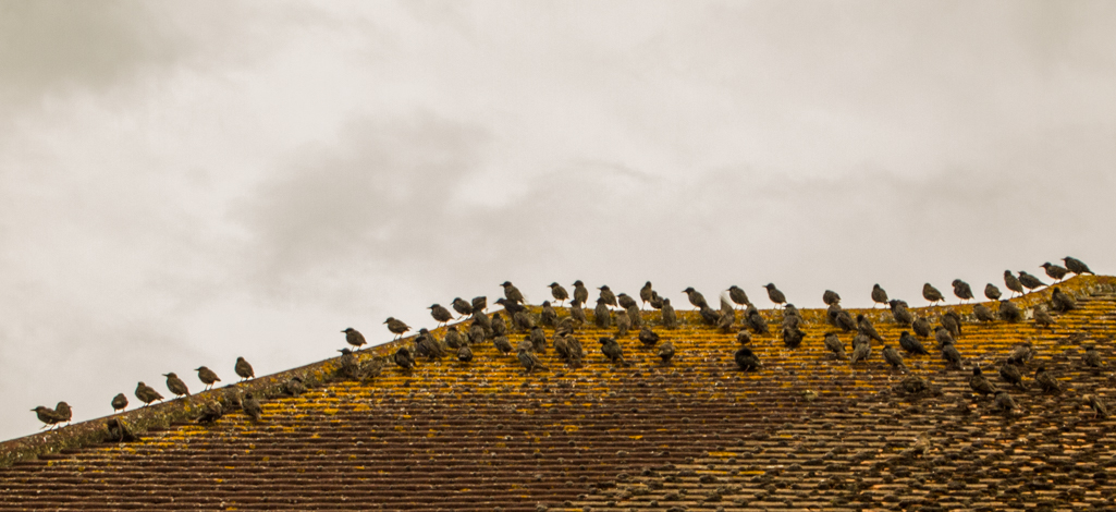Tuesday August 18th (2015) starlings on our roof align=