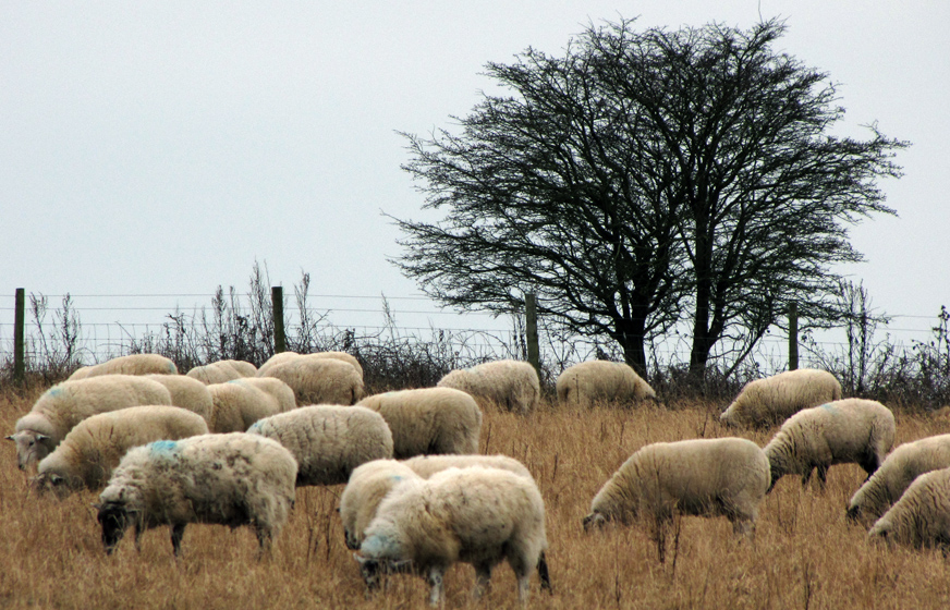 Friday January 2nd (2009) bleak sheep align=