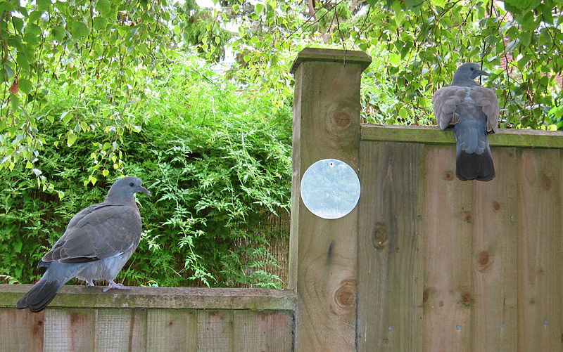 Tuesday August 1st (2006) two pigeons align=