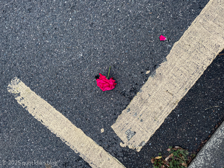 Thursday July 24th (2025) o rose thou art ... align=