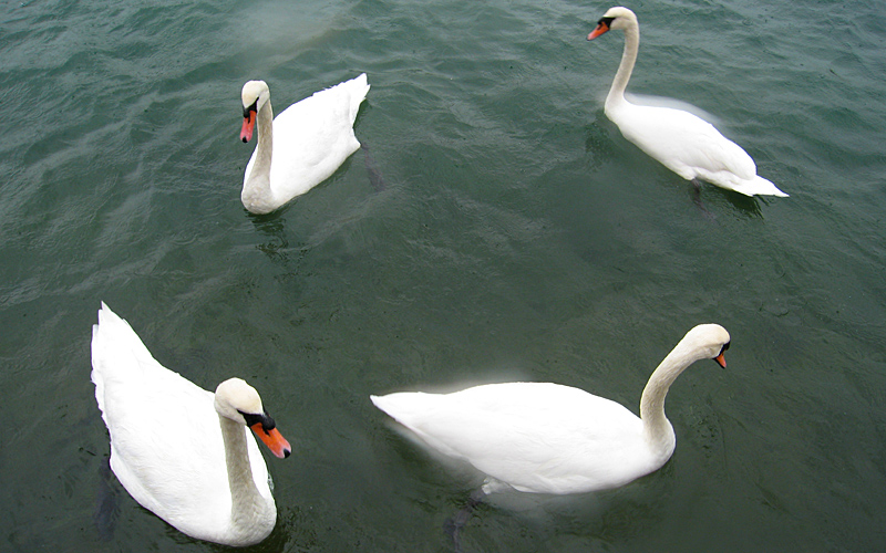 Sunday October 22nd (2006) four swans align=