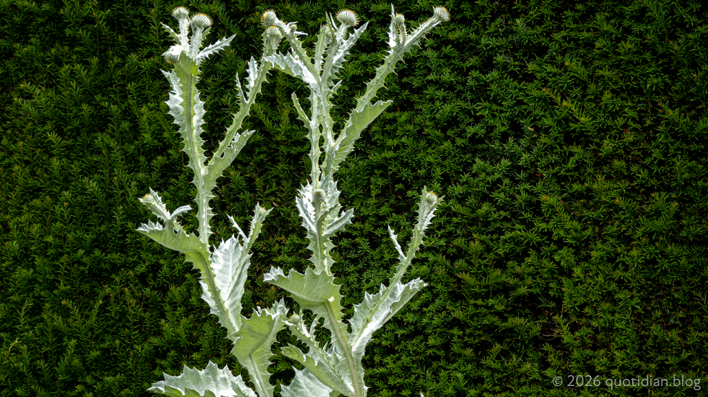 Saturday June 13th 2026&nbsp;two plants