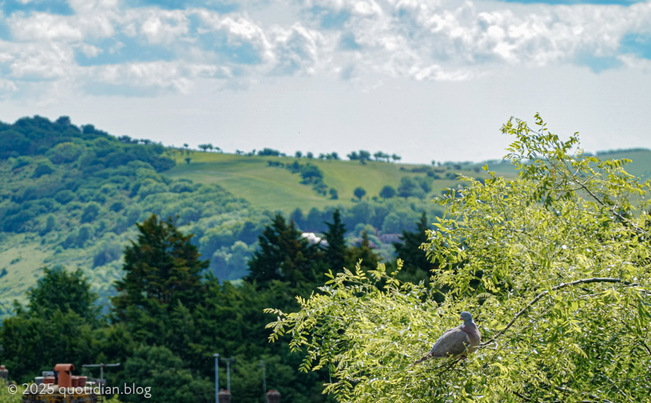 Sunday June 1st (2025) a heavy pigeon