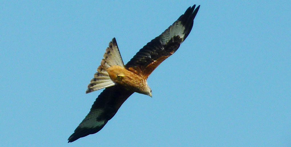 Tuesday August 27th (2013) red kite align=