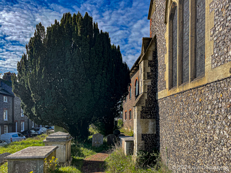 Sunday October 13th (2024) the big yew tree