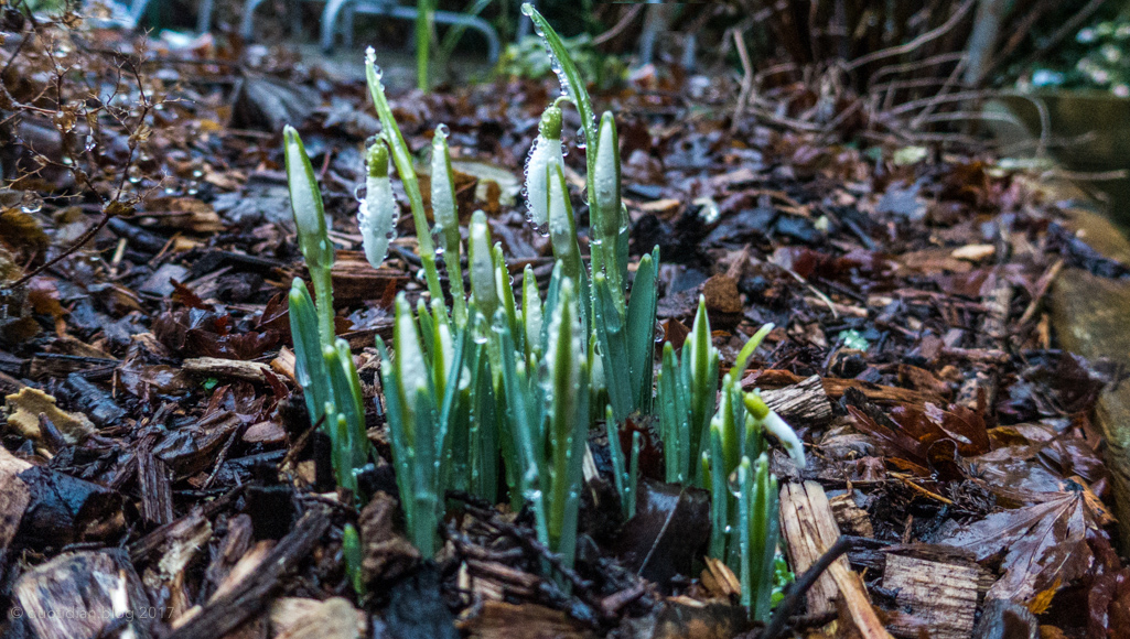 Sunday January 29th (2017) emerging wet snowdrops align=