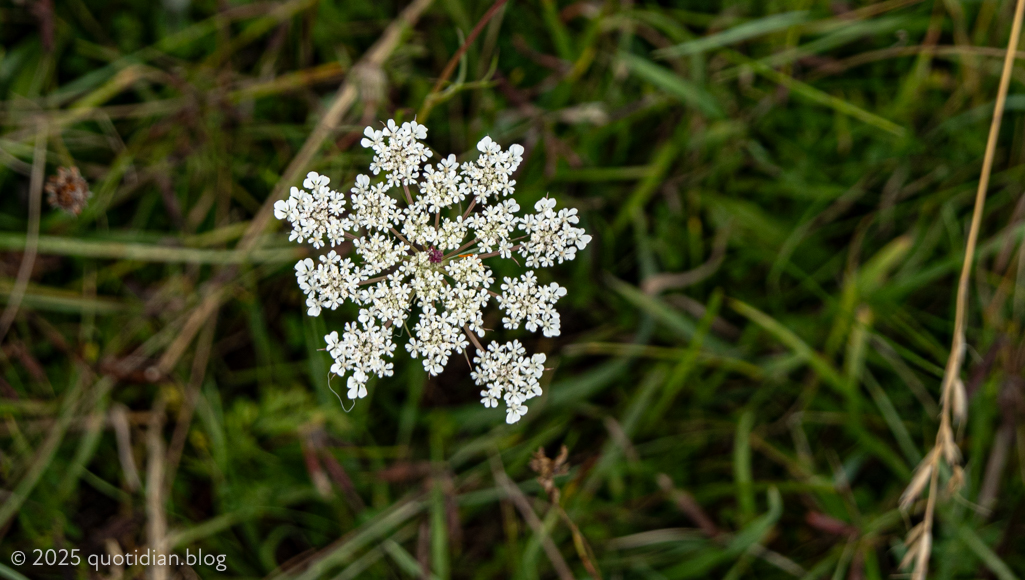 Friday August 1st (2025) umbellifer align=