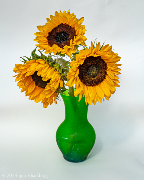 Tuesday September 3rd (2024) helianthus