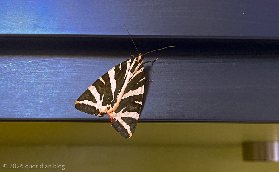 Monday July 20th (2026) euplagia quadripunctaria
