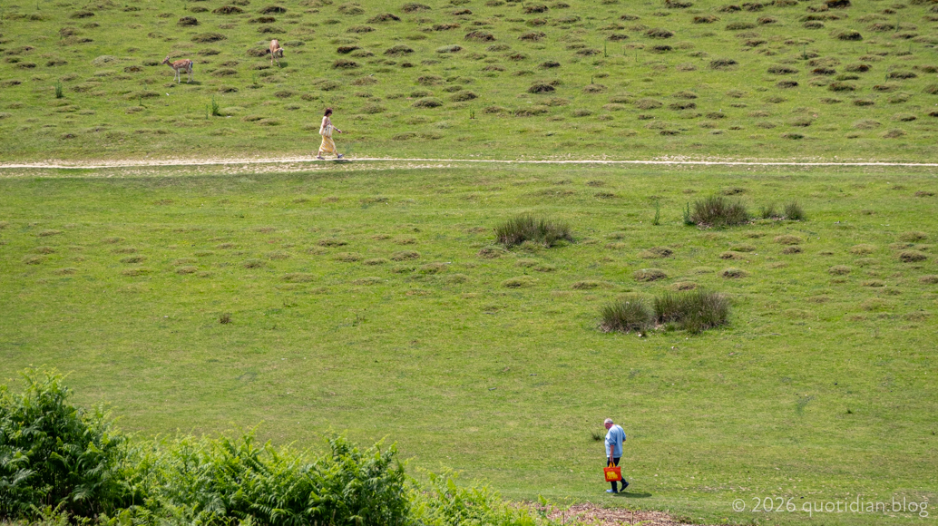 Thursday June 18th 2026&nbsp;two people two deer