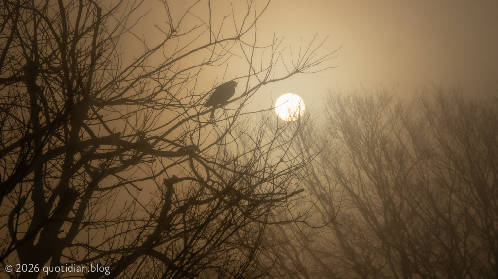 Wednesday February 4th 2026&nbsp;mist and pigeon