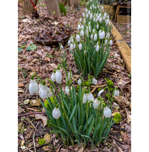 Monday February 10th (2025) cy's snowdrops