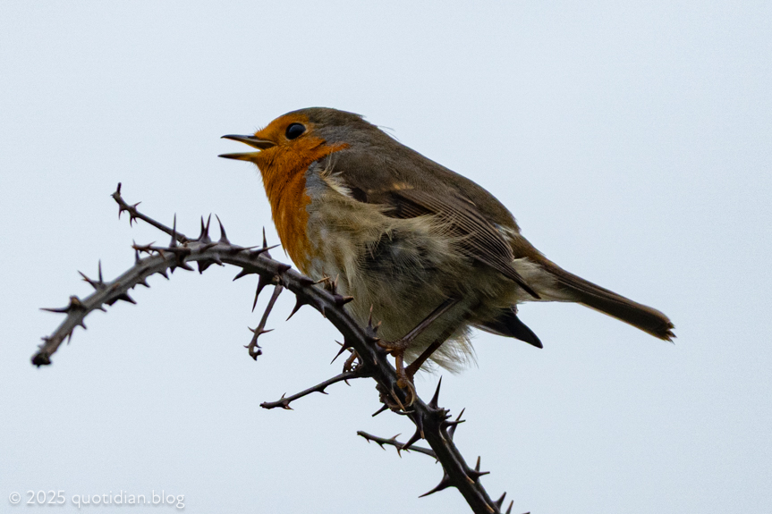 Monday October 6th (2025) erithacus rubecula