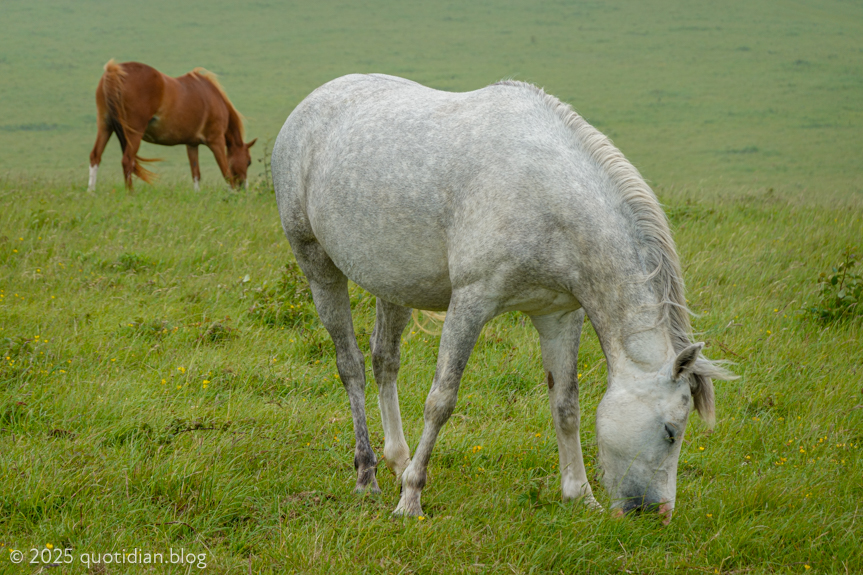 Thursday May 29th (2025) ponies on the downs