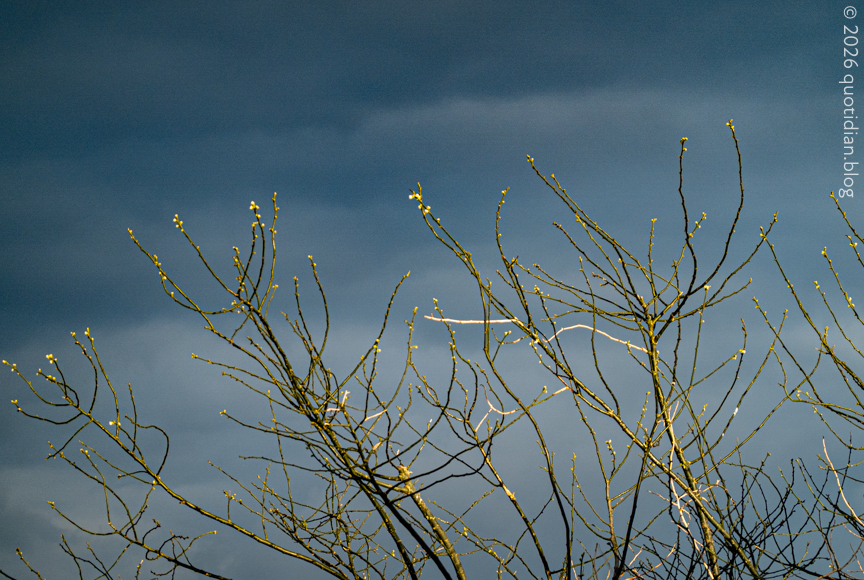 Tuesday March 31st (2026) low sun... new growth