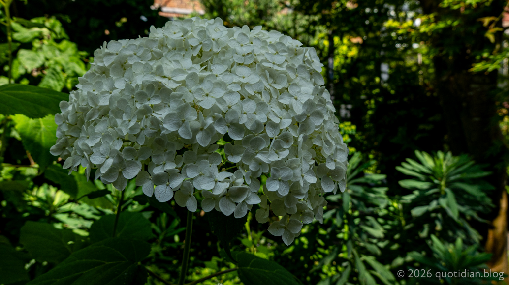 Saturday July 4th (2026) hydrangea align=