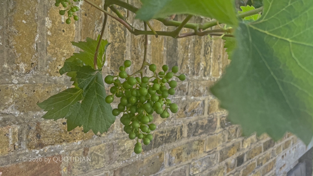 Wednesday July 8th (2026) baby grapes align=