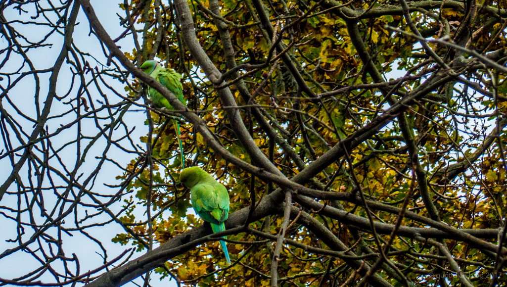 Monday December 4th (2017) south london's parakeets align=